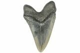 Serrated, Fossil Megalodon Tooth - North Carolina #165418-1